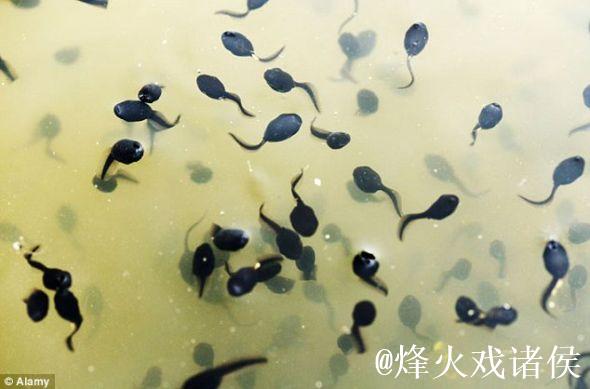 好好热窝蝌蚪免费观看视频 好好热窝蝌蚪免费观看视频