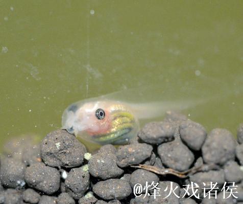 好好热窝蝌蚪免费观看视频