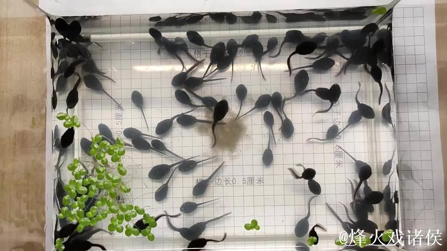 好好热窝蝌蚪免费观看视频 好好热窝蝌蚪免费观看视频