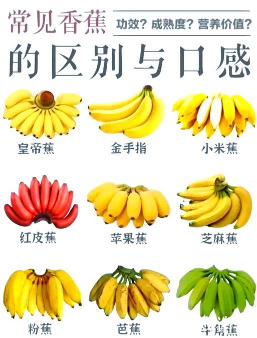 深入探索香蕉视频一区的独特魅力与功能